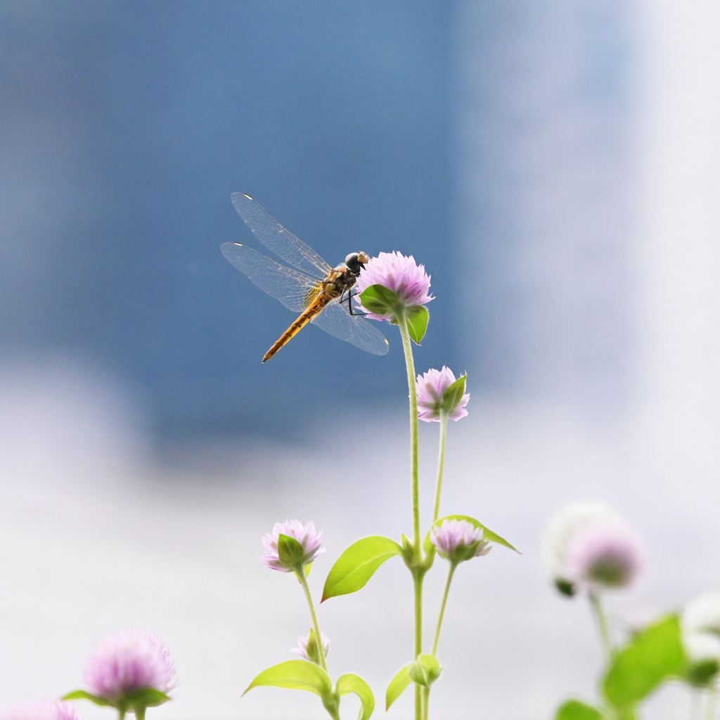 Nature's Garden | The Story of the Dragonfly