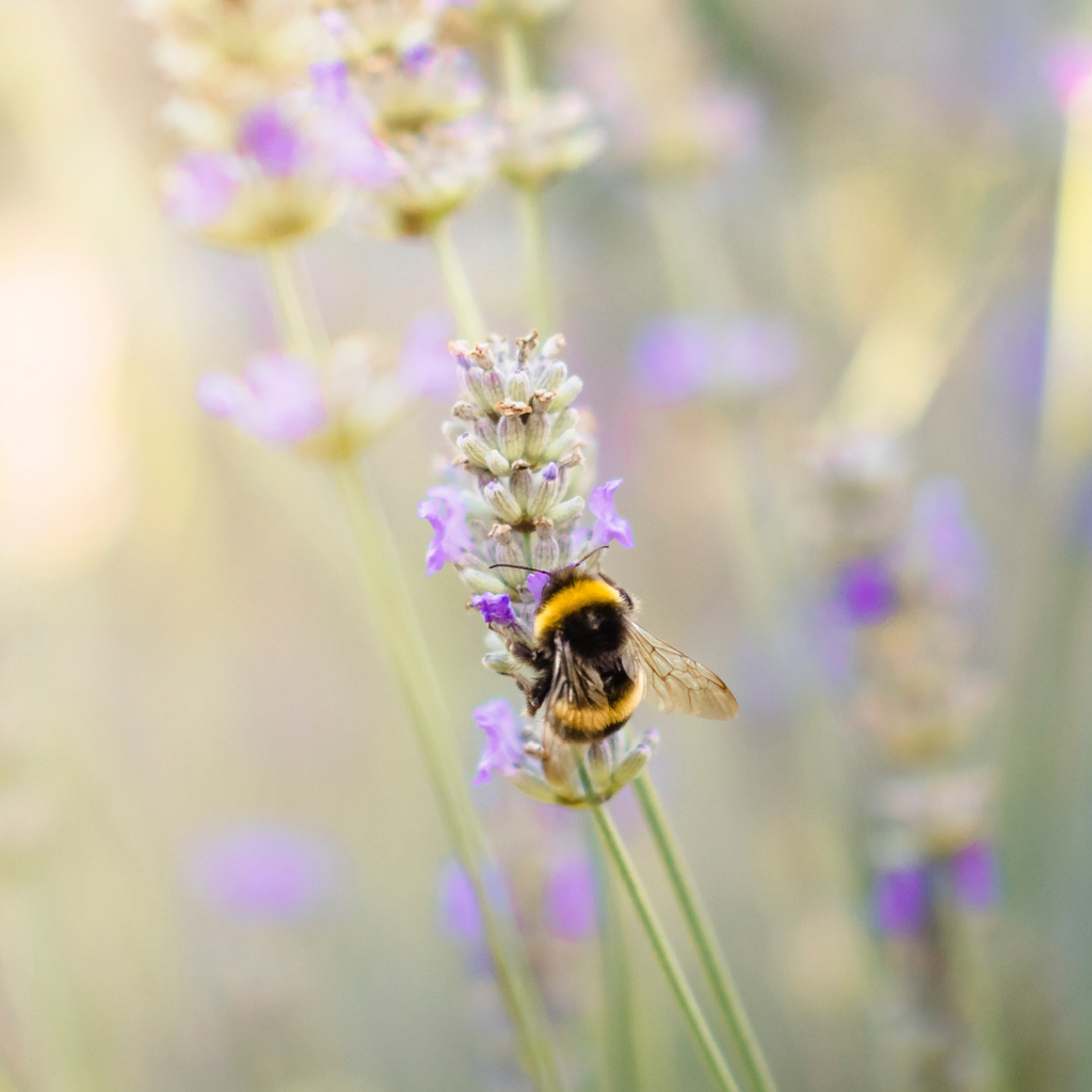 Nature's Garden | The Story of the Bee