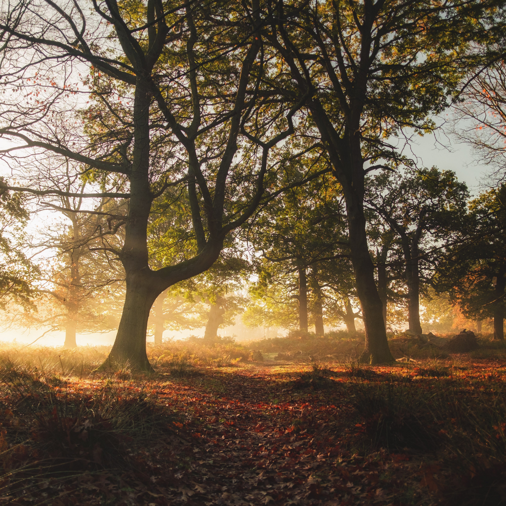 Welcoming Autumn