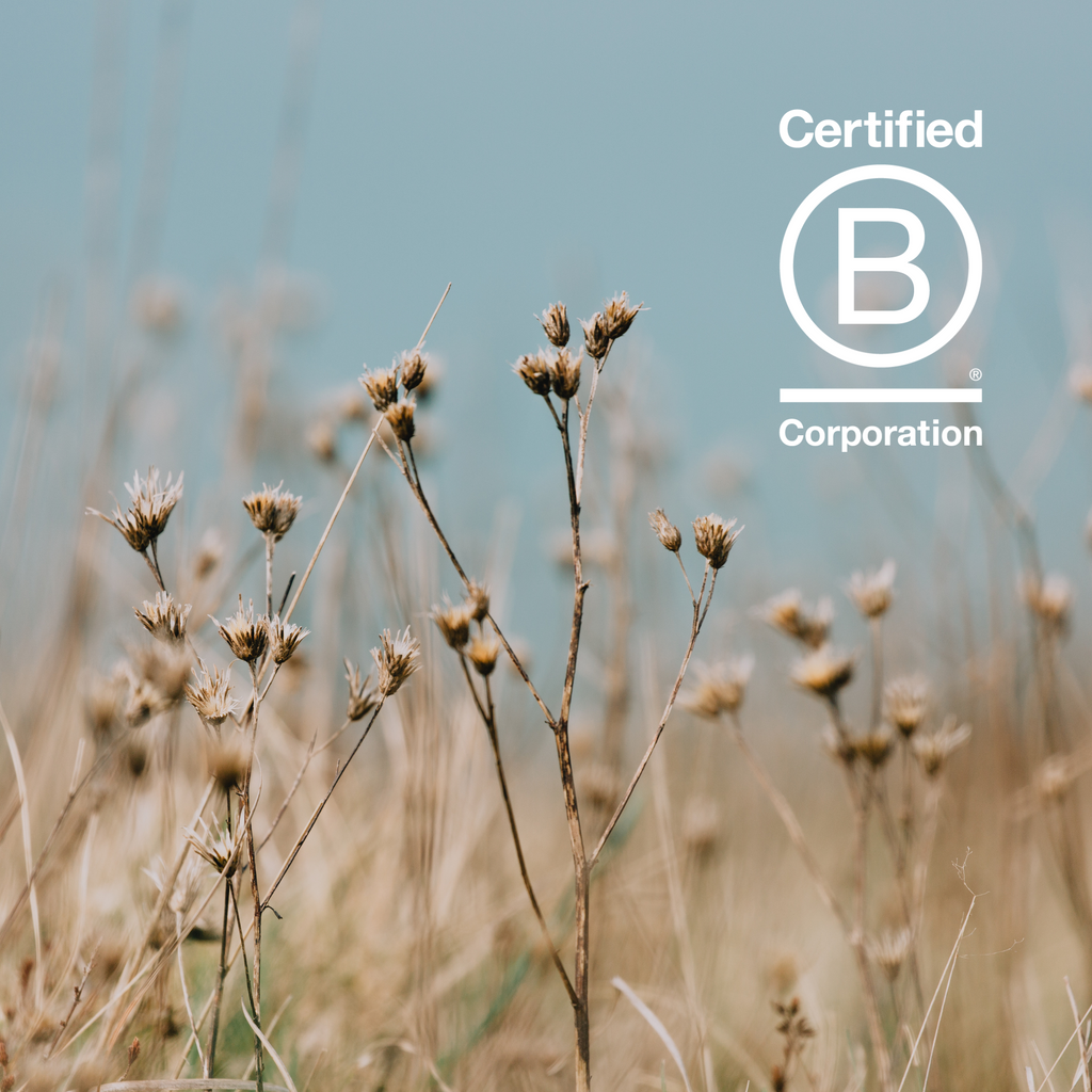 B Corp Month | Let's All Go Beyond