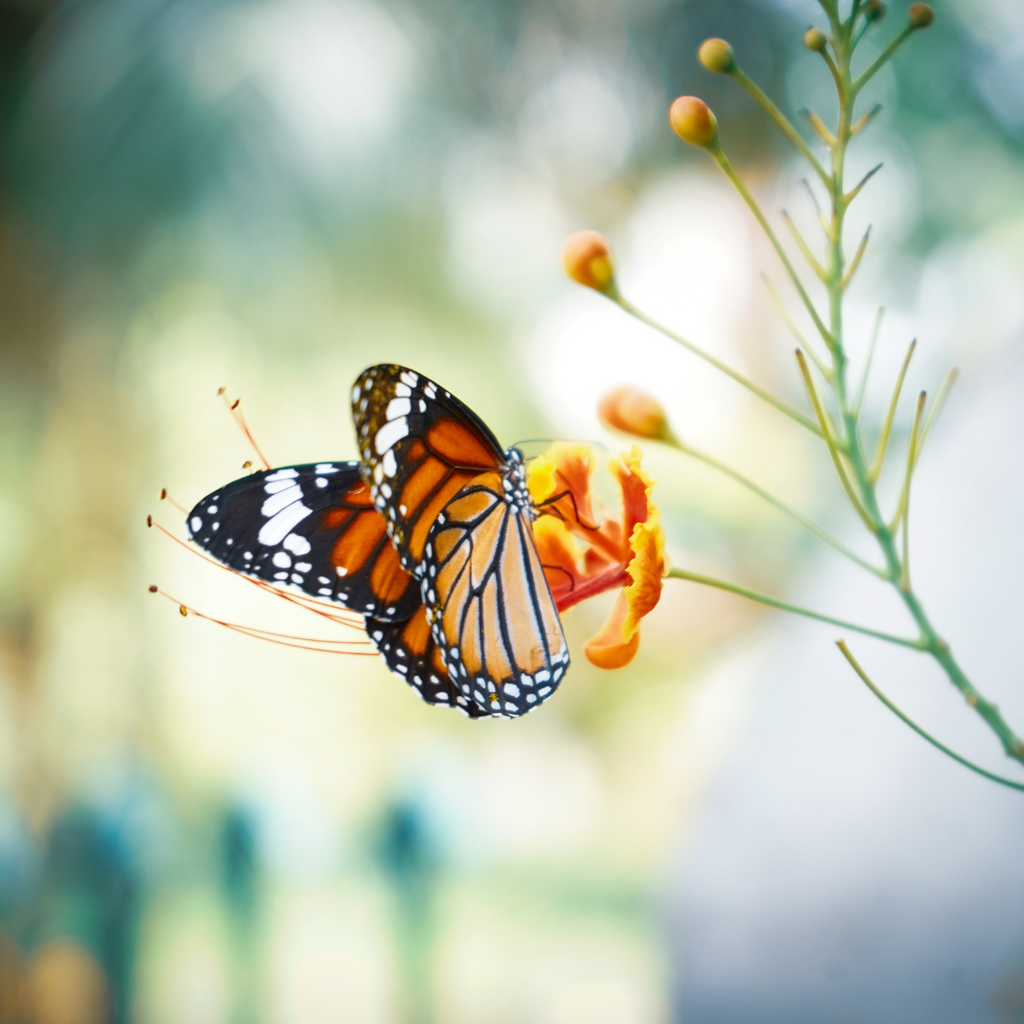 Nature's Garden | Story of the Butterfly