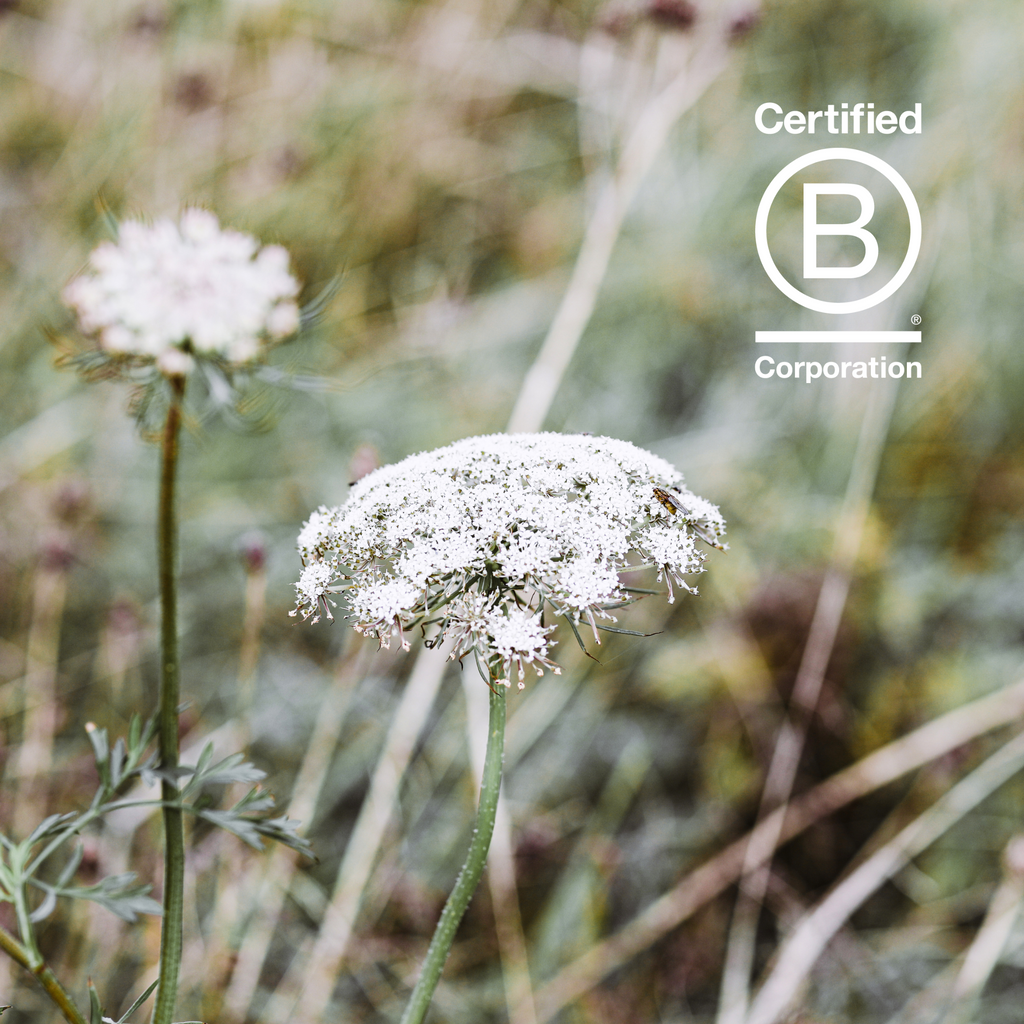 B Corp | Our Journey