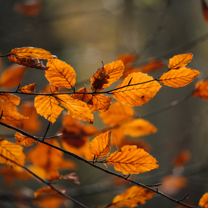 A tree branch of autumnal orange leaves