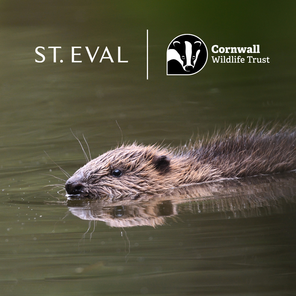 Introducing Beavers at Helman Tor | St. Eval & Cornwall Wildlife Trust