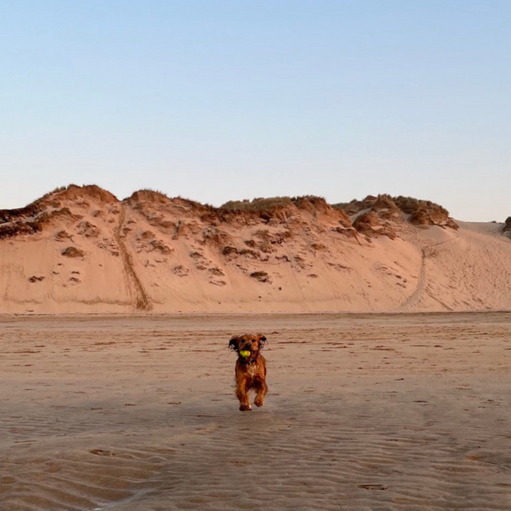Sales Manager's dog, Buddy running on the beach