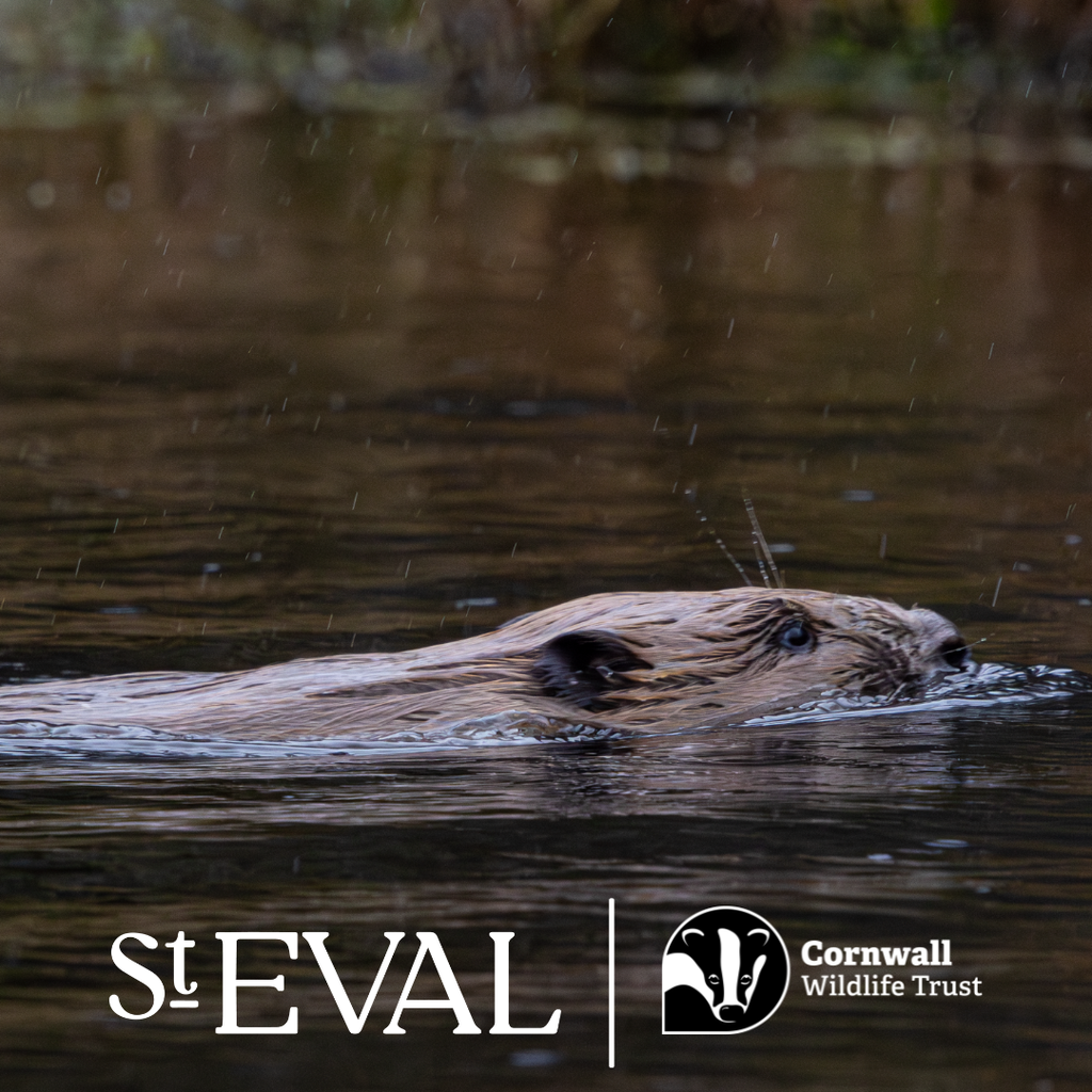 St Eval x Cornwall Wildlife Trust: 3 Years in the Making