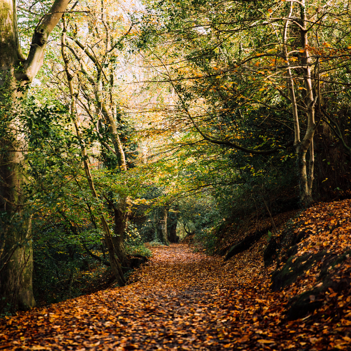 Autumnal forest with gold and russet leaves scattered across the floor