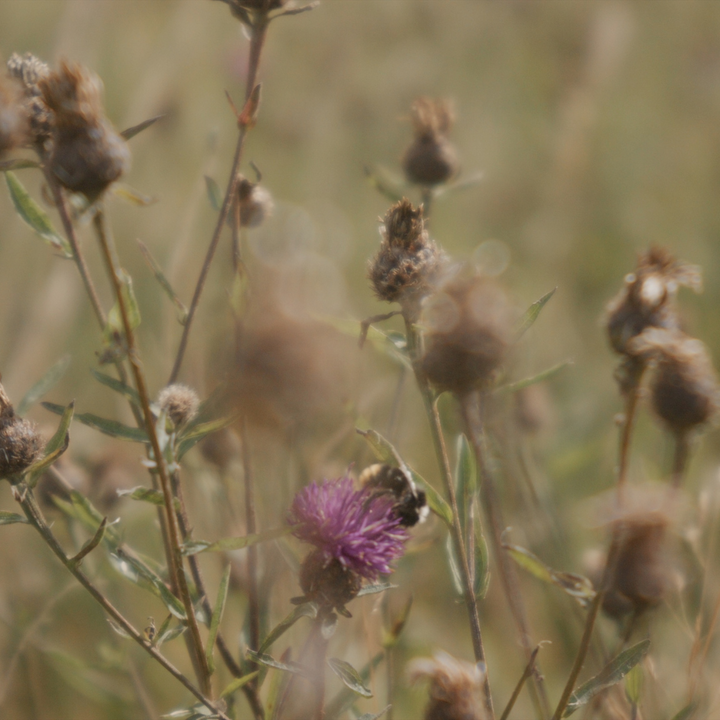 Honouring World Bee Day