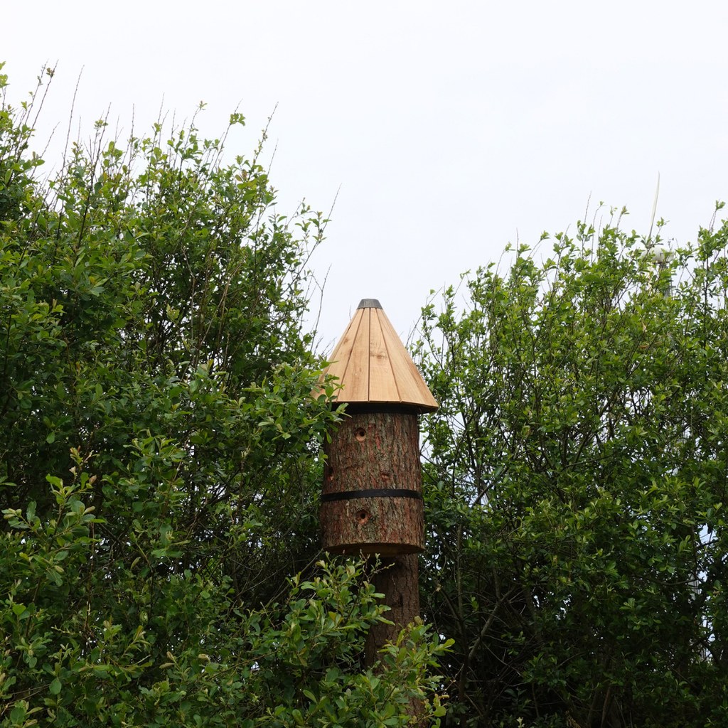 Celebrating World Bee Day