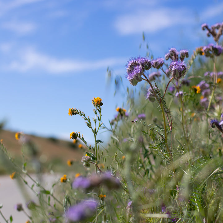 World Environment Day