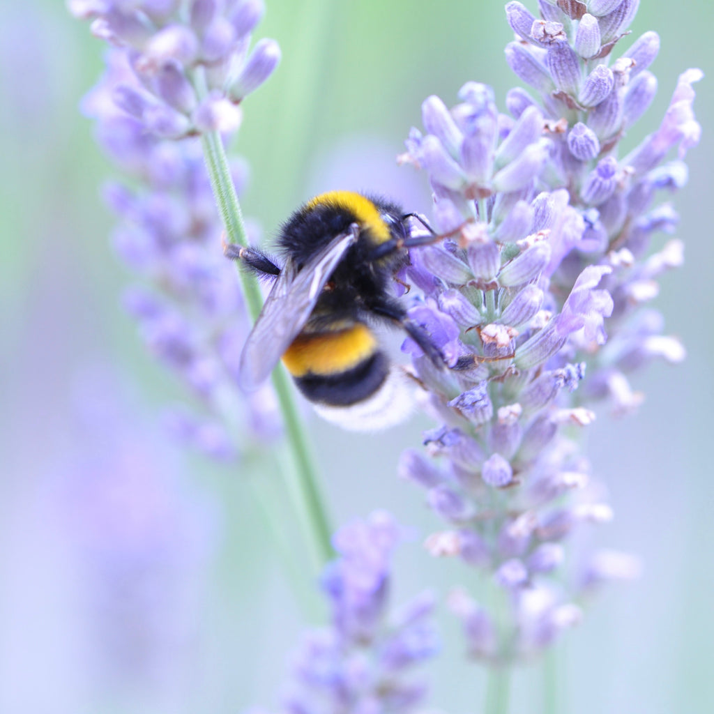Save Our Bees – Bee Friendly