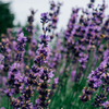 Lavender Fields, Potager Pot