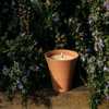 Bay & Rosemary, Potager Pot
