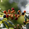 Hawthorn & Berries, Scented Tealights