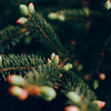 Sacred Forest, Christmas Stardust Pot