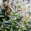 Winter Thyme, Gold-Dipped Pillar Candle