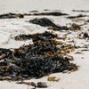 Sea Salt, Beachcombing Glass Candle