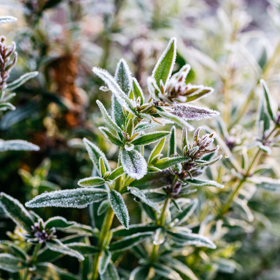 St. Eval Winter Thyme Candle